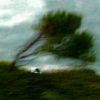 282 – L’arbre à vent (wacquis)