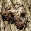 416s – Life of tree