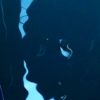 445s – Blue velvet