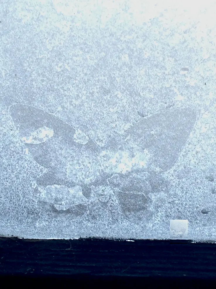 1160 papillonmagie